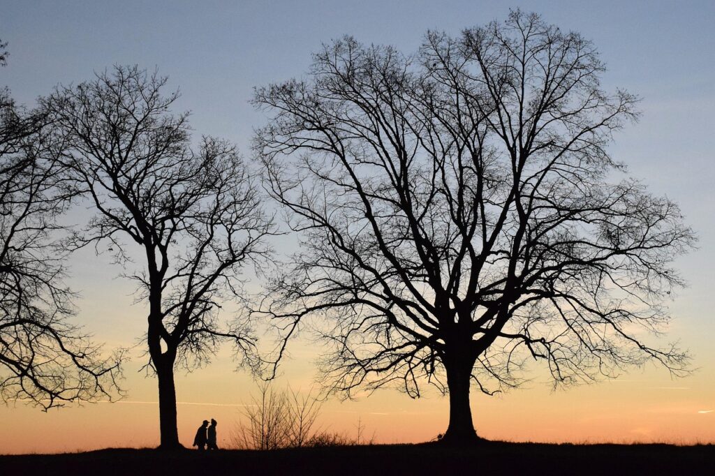trees, sunset, silhouette, walk, nature, evening atmosphere, together, eve, winter, walking, trees, trees, sunset, silhouette, silhouette, silhouette, walk, walk, together, winter, winter, walking, walking, walking, walking, walking